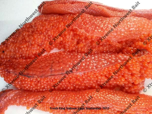 Fresh Salmon Egg, Fresh Salmon Roe, Xtreme Northwest Bait Co